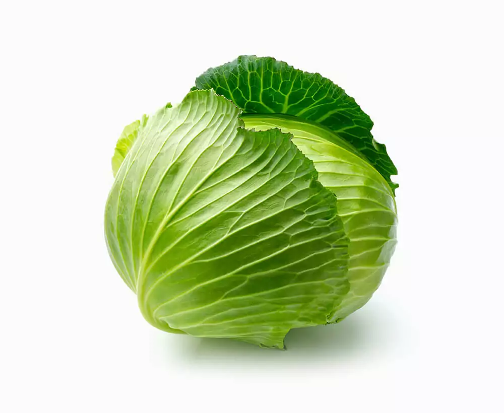 Green Cabbage